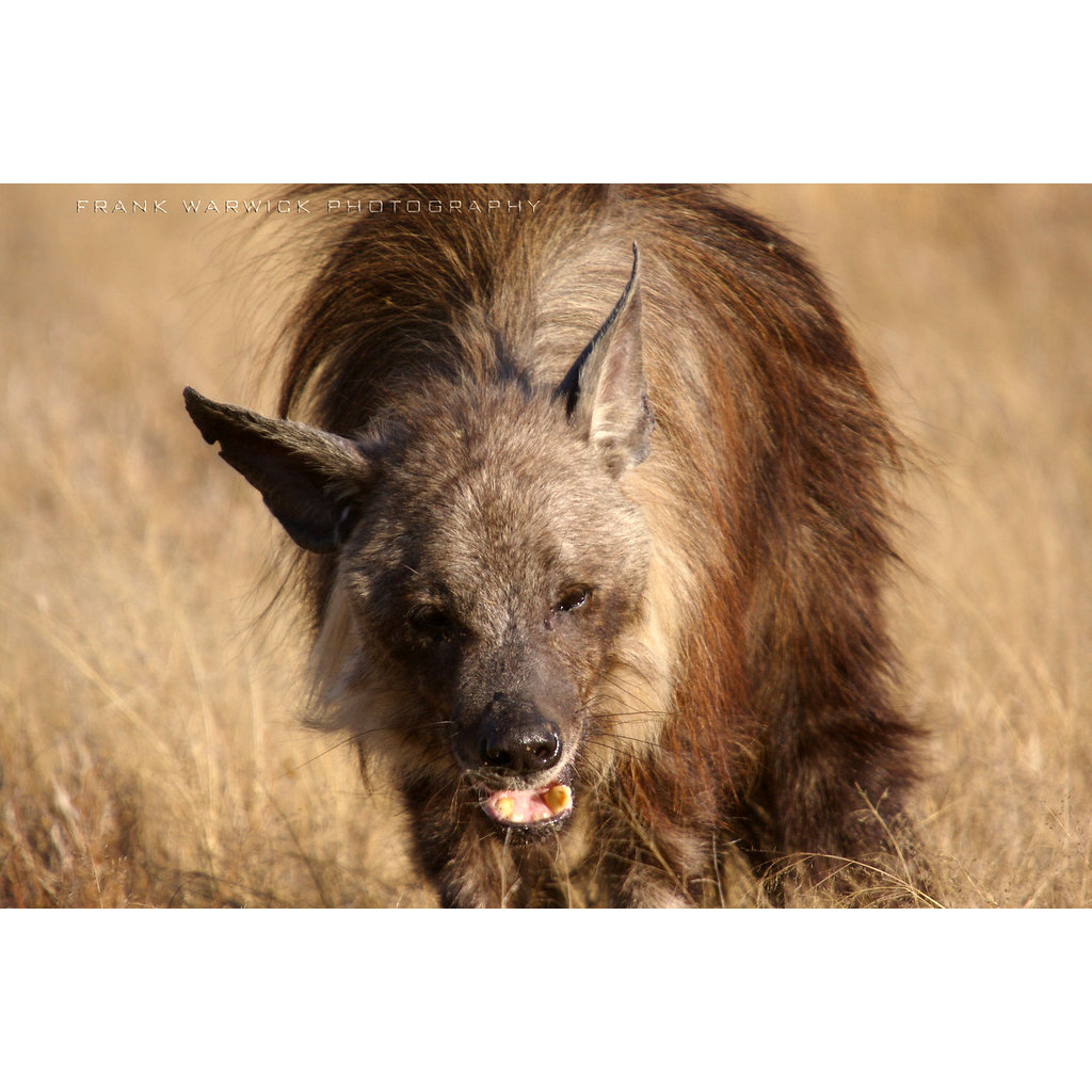 Бурая гиена (Hyaena brunnea) Фото №10