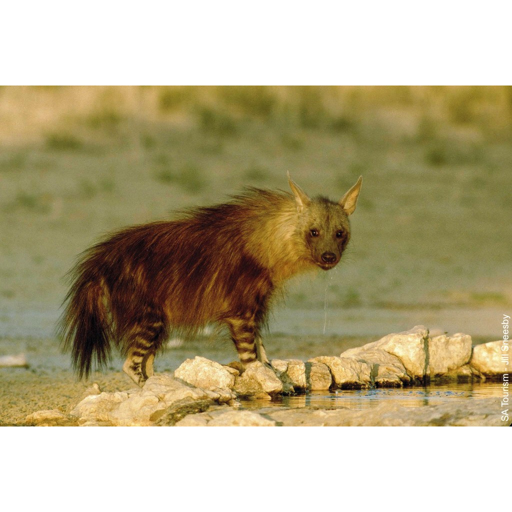 Бурая гиена (Hyaena brunnea) Фото №2