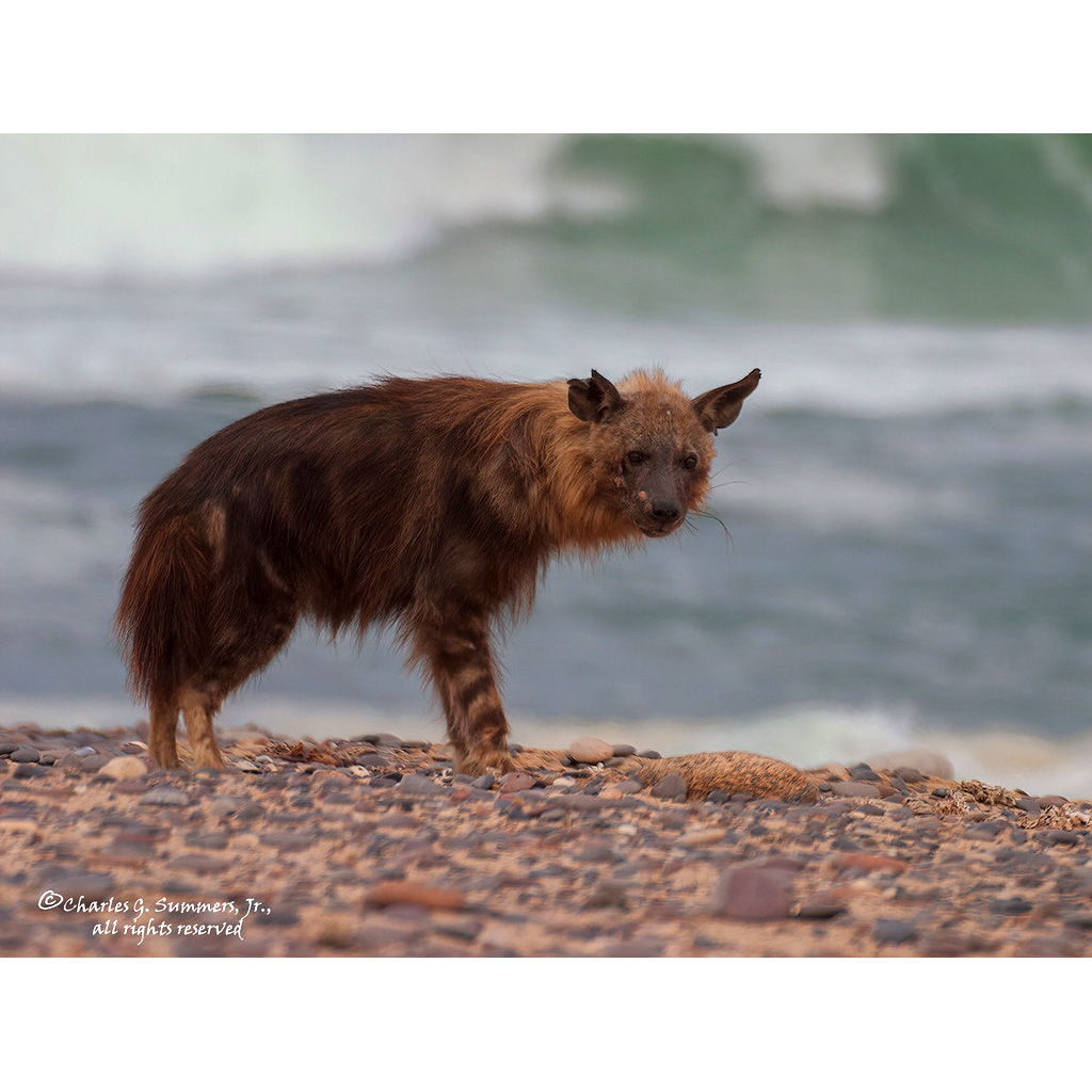 Бурая гиена (Hyaena brunnea) Фото №3
