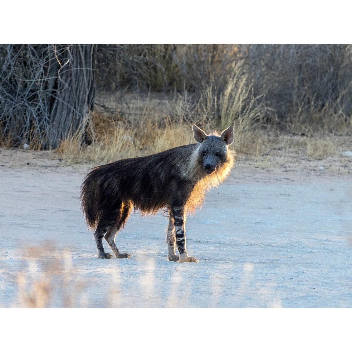 Бурая гиена (Hyaena brunnea) Фото №4