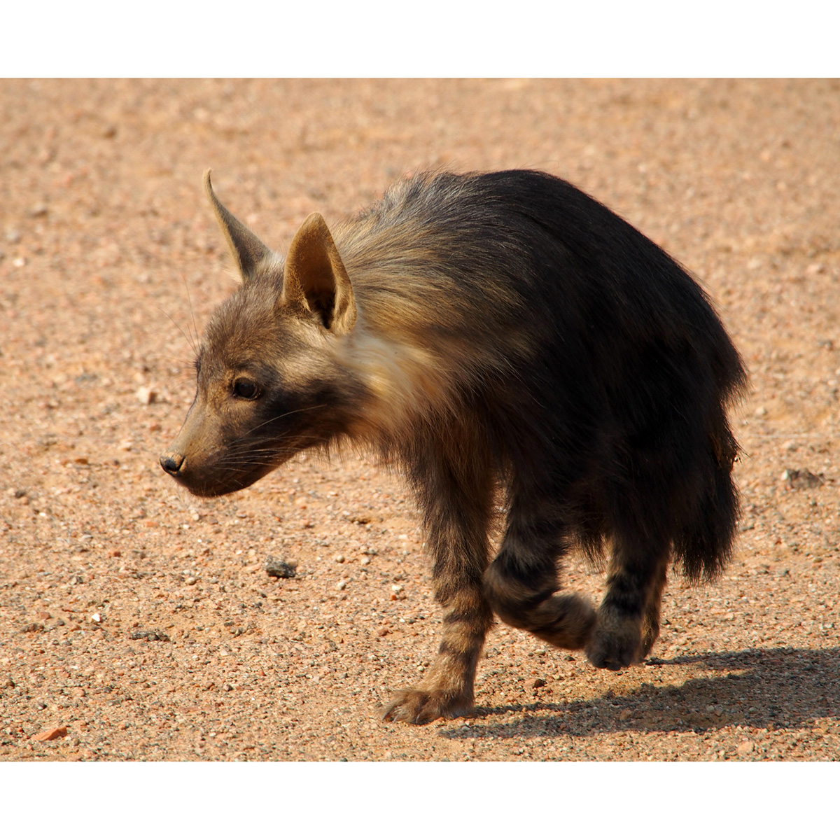 Бурая гиена (Hyaena brunnea) Фото №5