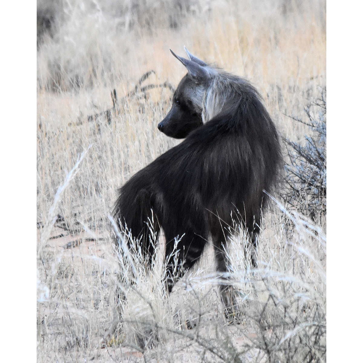 Бурая гиена (Hyaena brunnea) Фото №6
