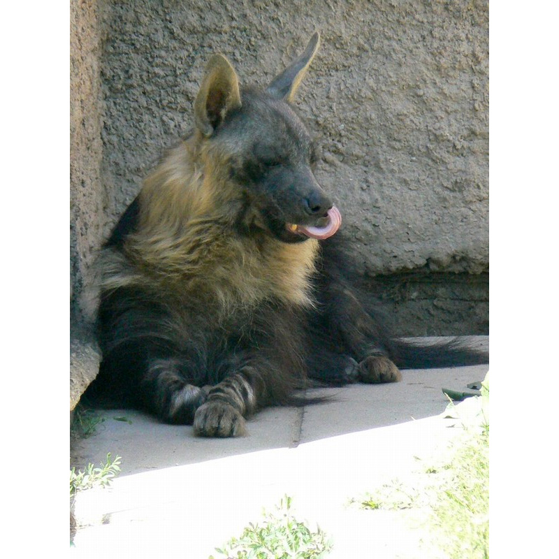 Бурая гиена (Hyaena brunnea) Фото №7