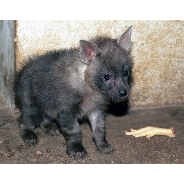 Бурая гиена (Hyaena brunnea) Фото №9