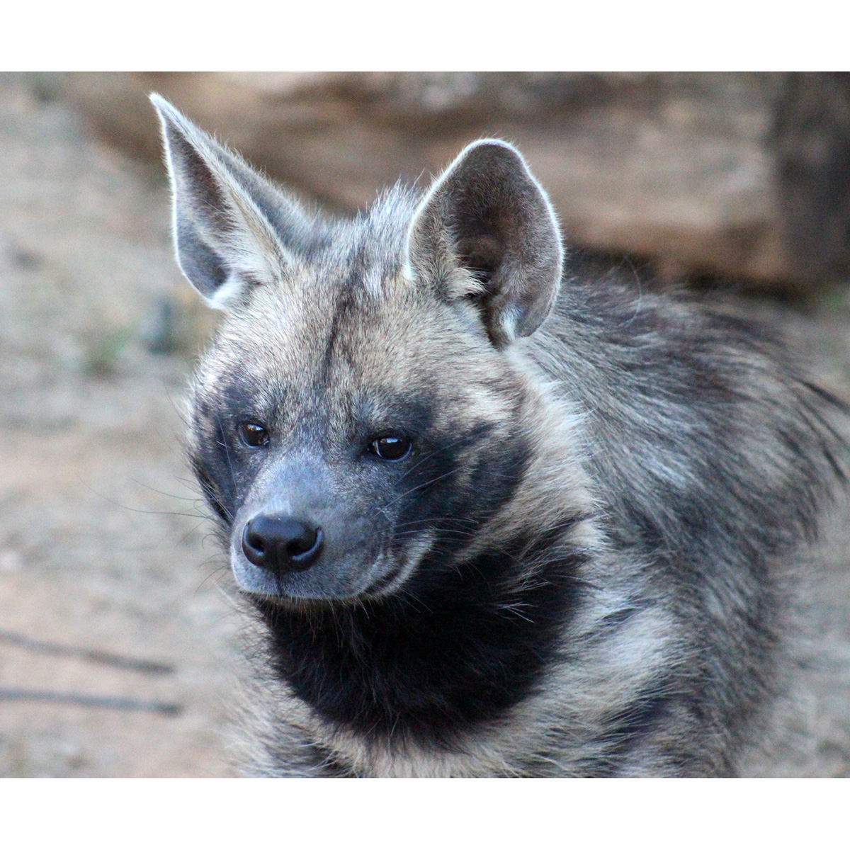 Полосатая гиена (Hyaena hyaena) Фото №10