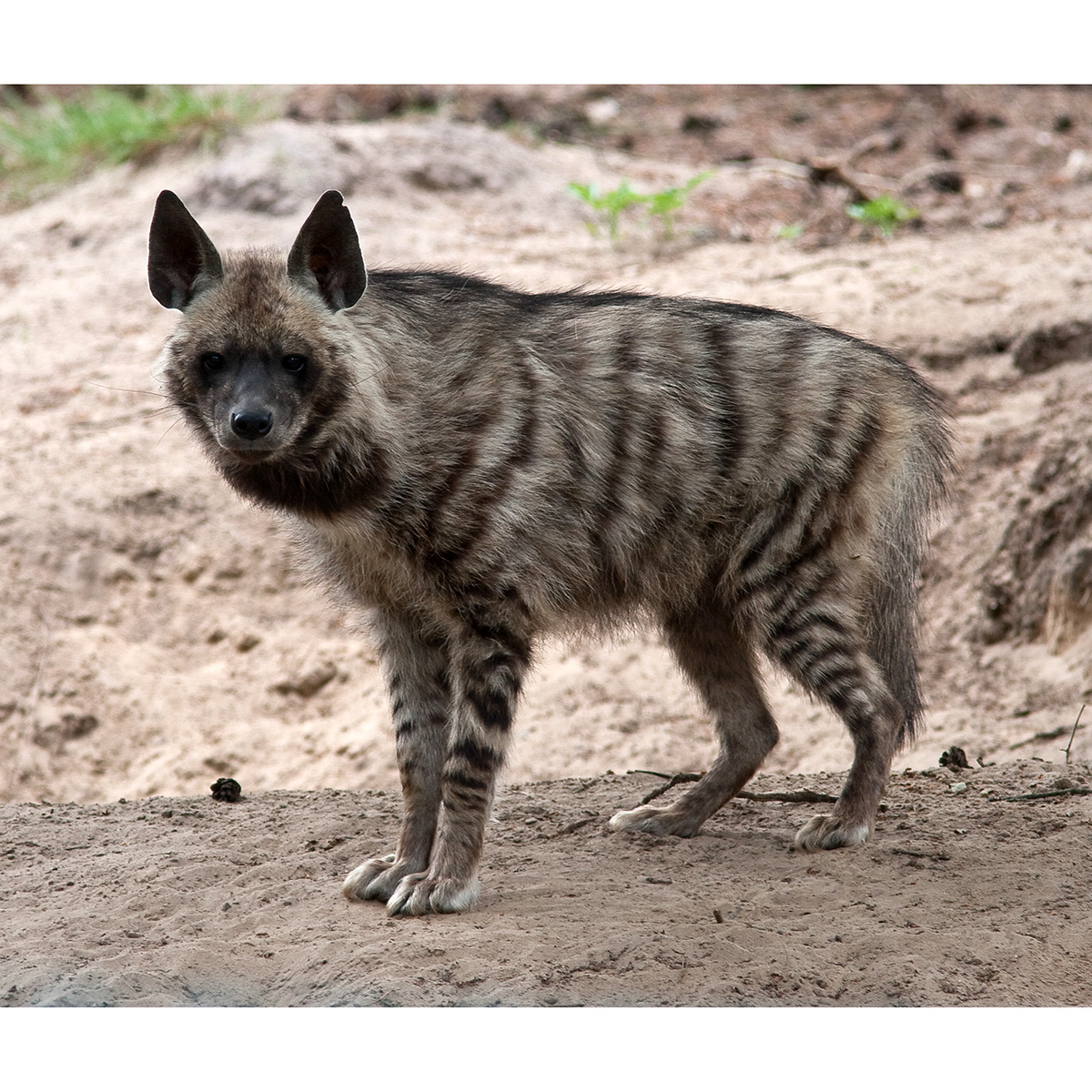Полосатая гиена (Hyaena hyaena) Фото №2