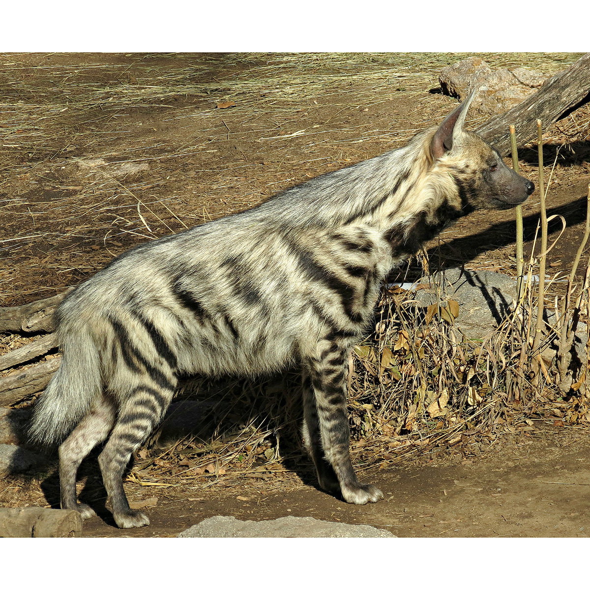 Полосатая гиена (Hyaena hyaena) Фото №3