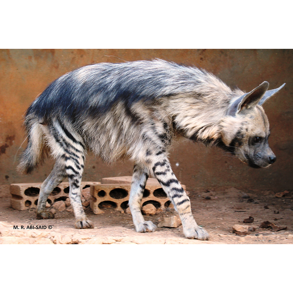 Полосатая гиена (Hyaena hyaena) Фото №4