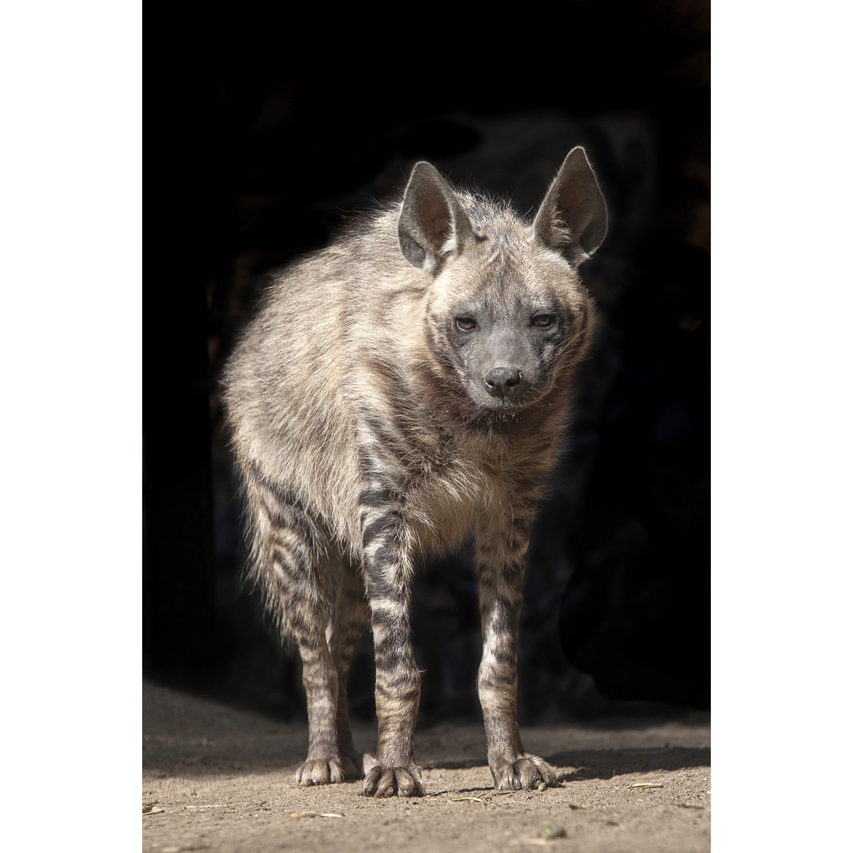 Полосатая гиена (Hyaena hyaena) Фото №5