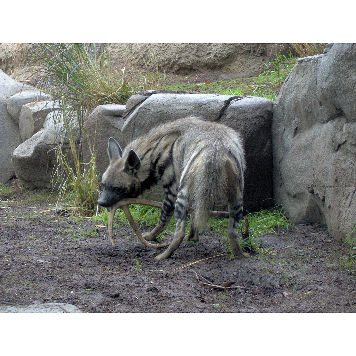 Полосатая гиена (Hyaena hyaena) Фото №6