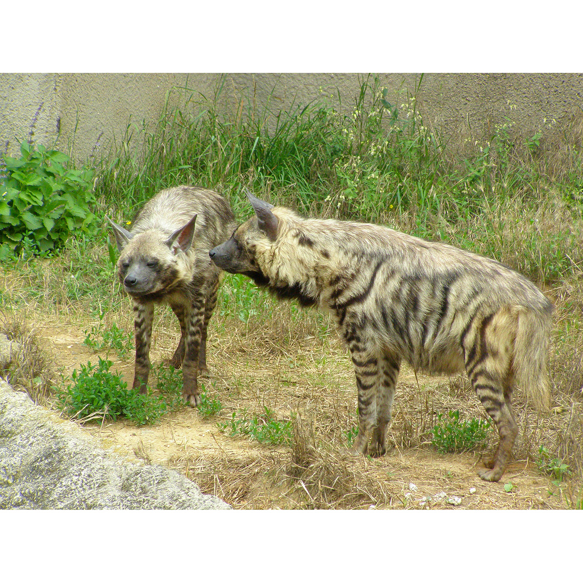 Полосатая гиена (Hyaena hyaena) Фото №7