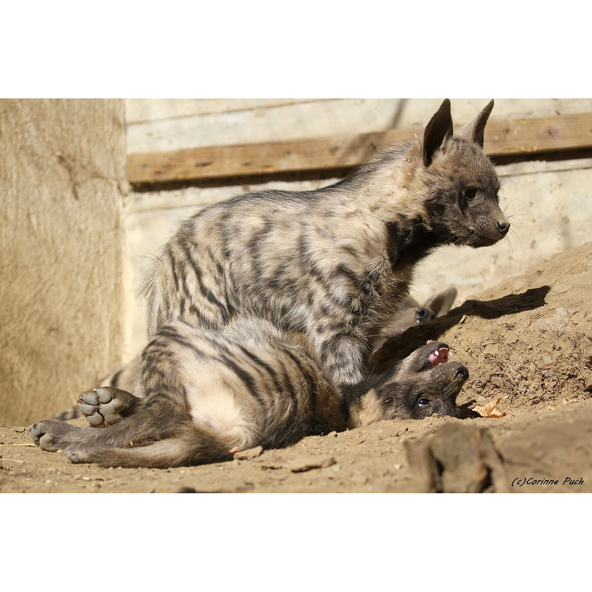Полосатая гиена (Hyaena hyaena) Фото №9