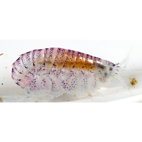Семейство Hyalellidae фото