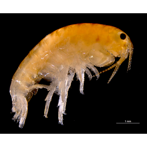 Семейство Hyalidae фото