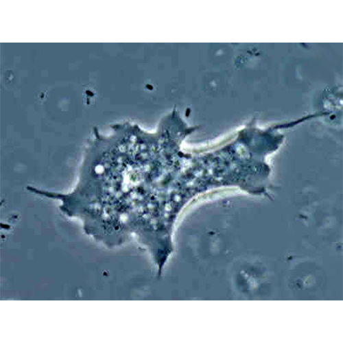 Семейство Hyalodiscidae фото