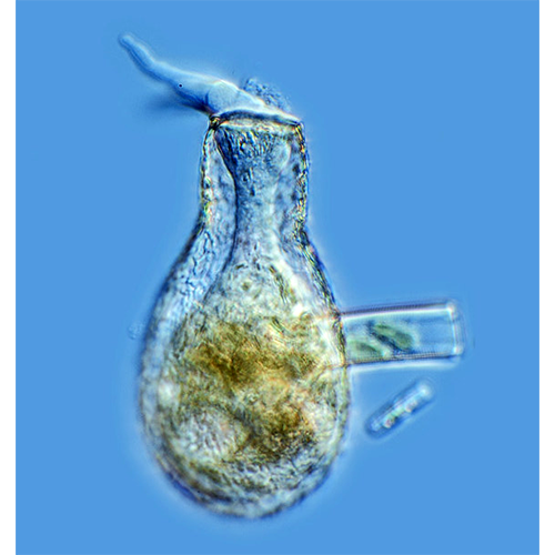 Семейство Hyalospheniidae фото