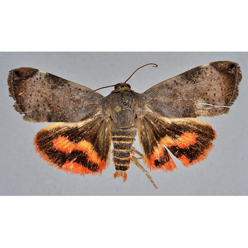 Семейство Hyblaeoidea фото