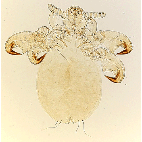 Семейство Hybophthiridae фото