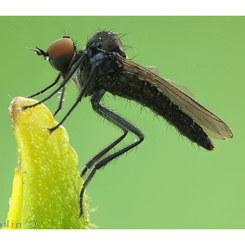 Семейство Hybotidae фото