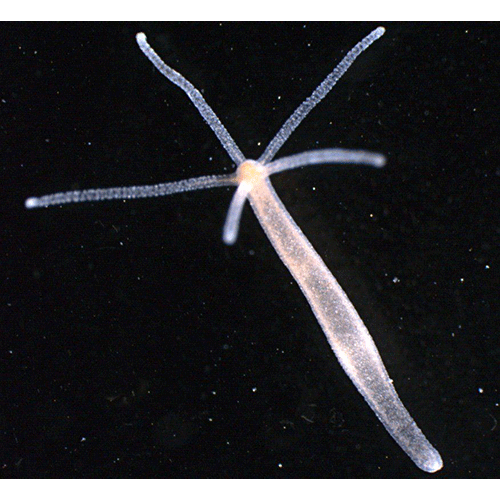 Семейство Hydridae  фото