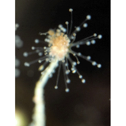Семейство Hydrocorynidae  фото