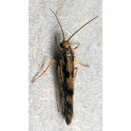 Семейство Hydroptiloidea фото