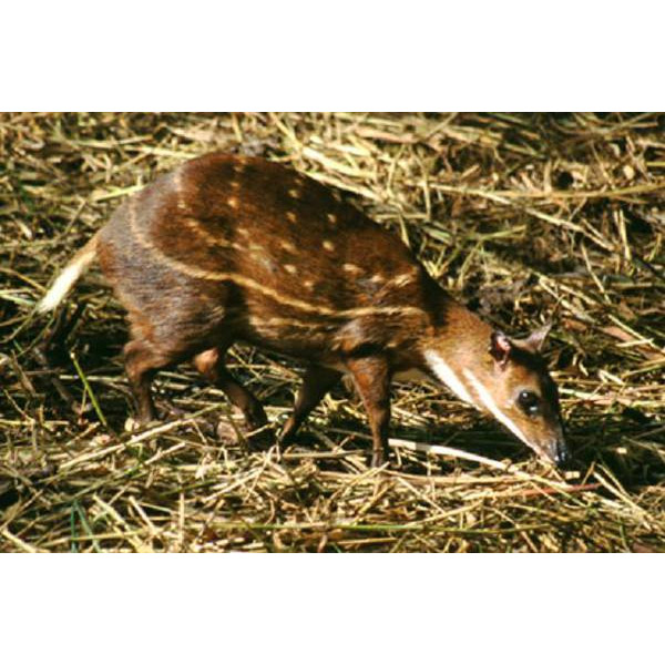 Hyemoschus aquaticus Фото №2