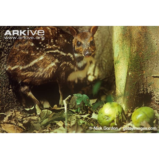 Hyemoschus aquaticus Фото №3