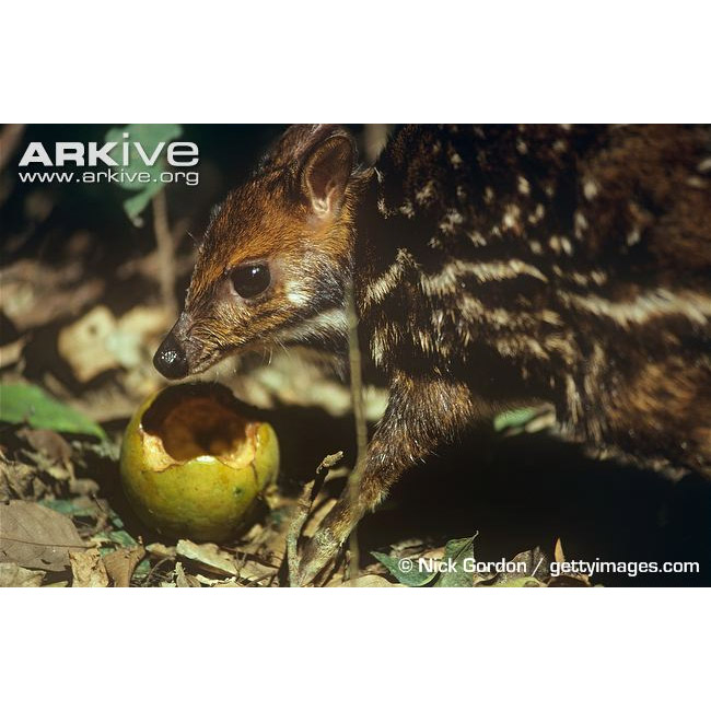 Hyemoschus aquaticus Фото №4