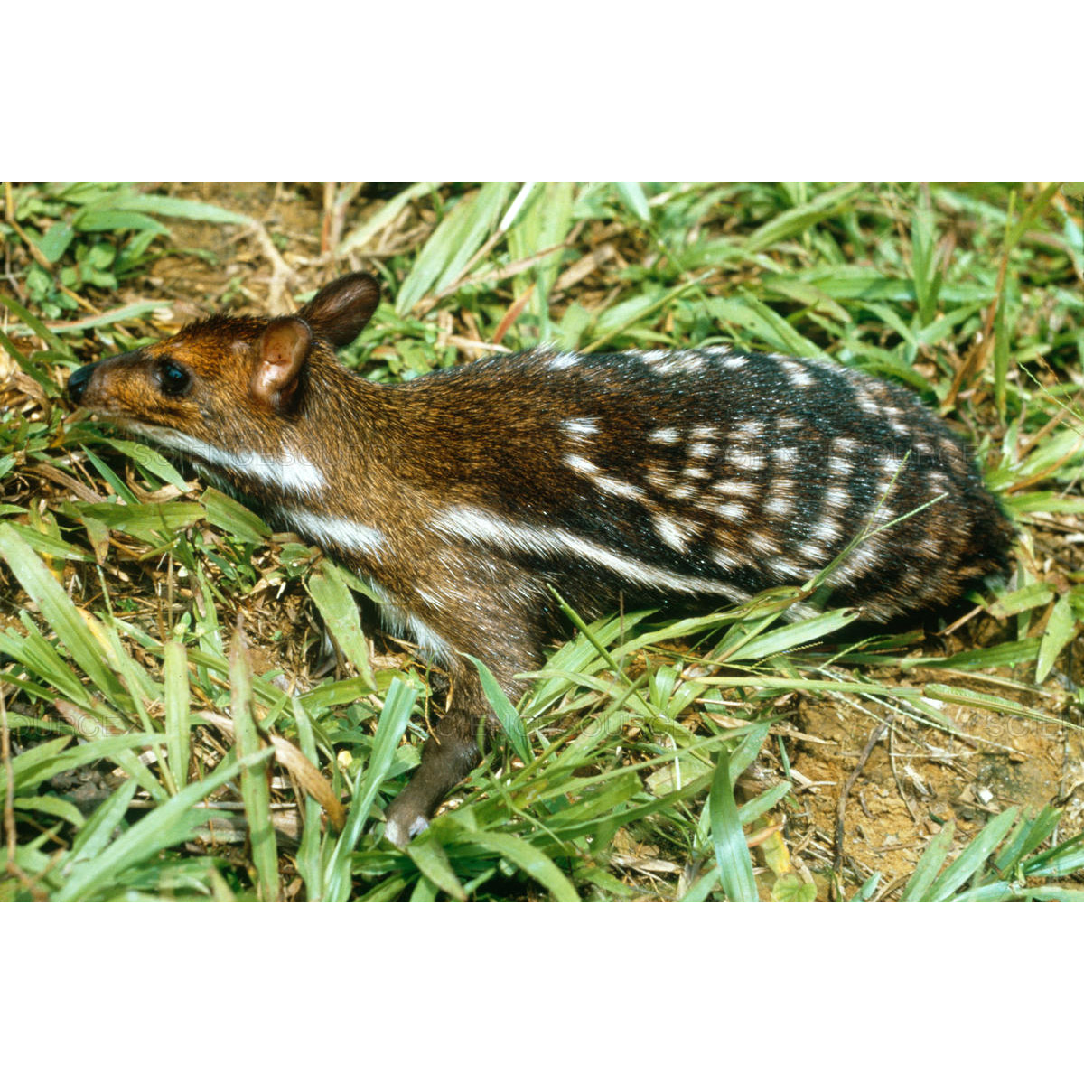 Hyemoschus aquaticus Фото №5