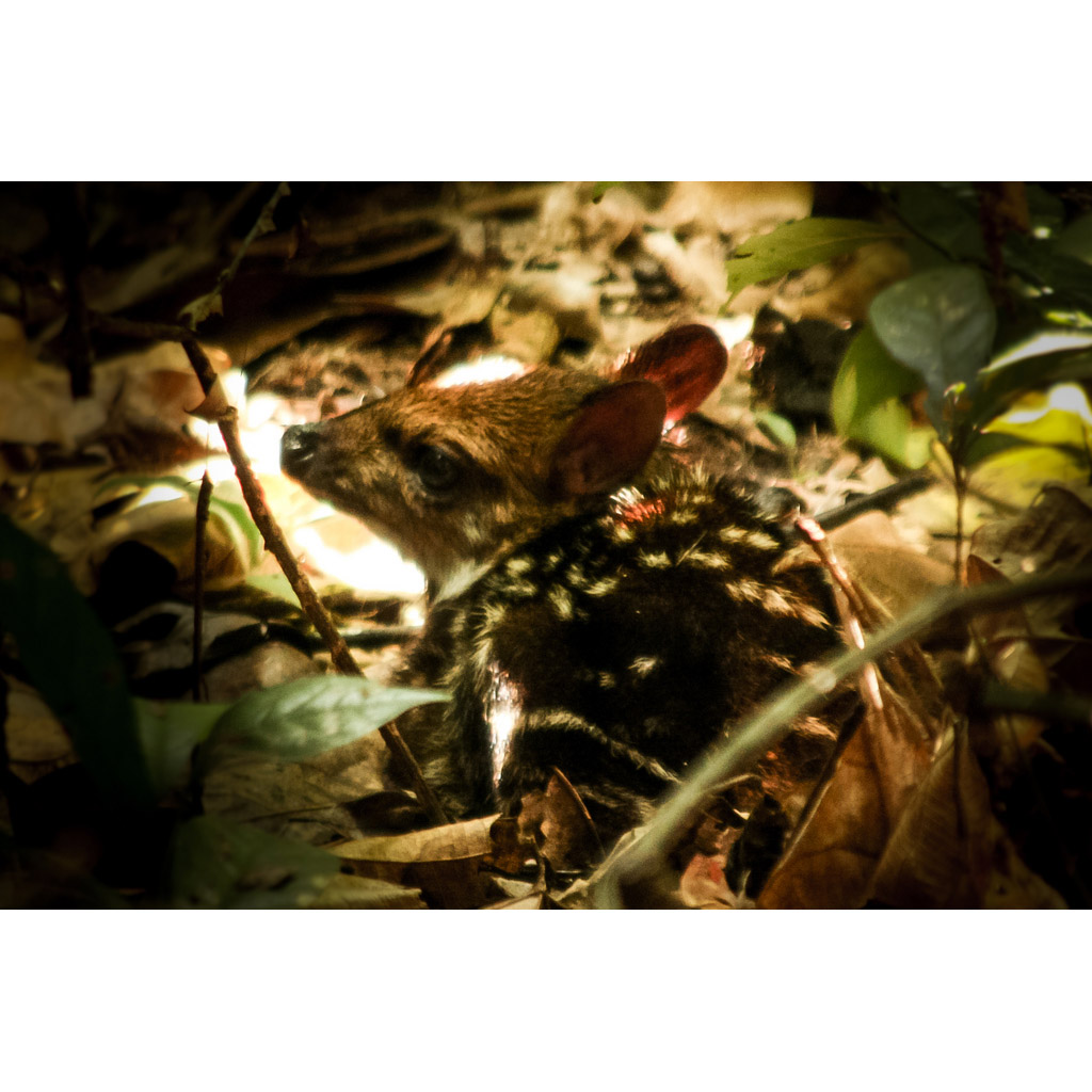 Hyemoschus aquaticus Фото №6