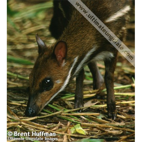 Hyemoschus aquaticus Фото №7