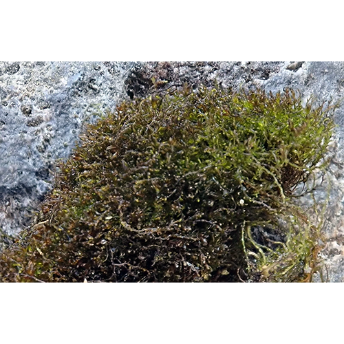 Семейство Hygrobiellaceae фото
