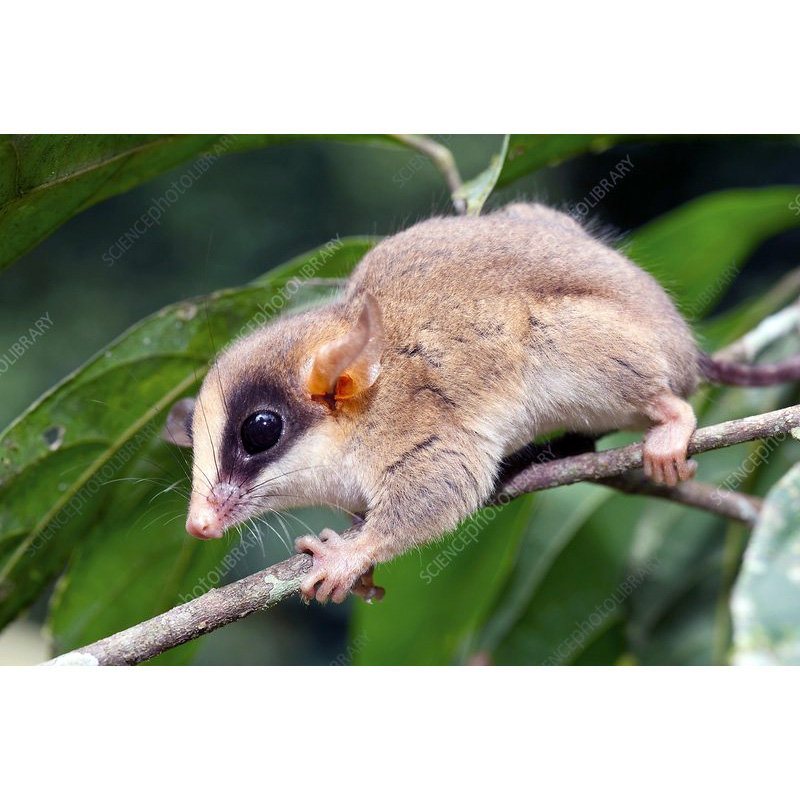 Kalinowski's Mouse Opossum (Hyladelphys kalinowskii) Фото №2