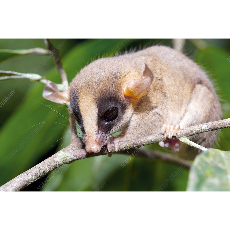 Kalinowski's Mouse Opossum (Hyladelphys kalinowskii) Фото №4