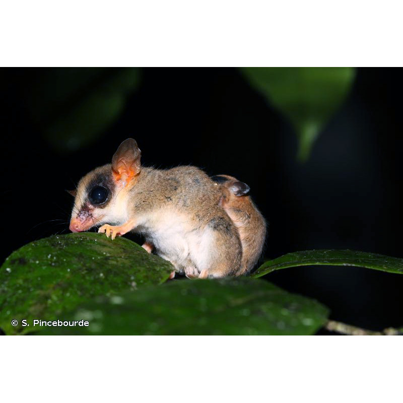Kalinowski's Mouse Opossum (Hyladelphys kalinowskii) Фото №5