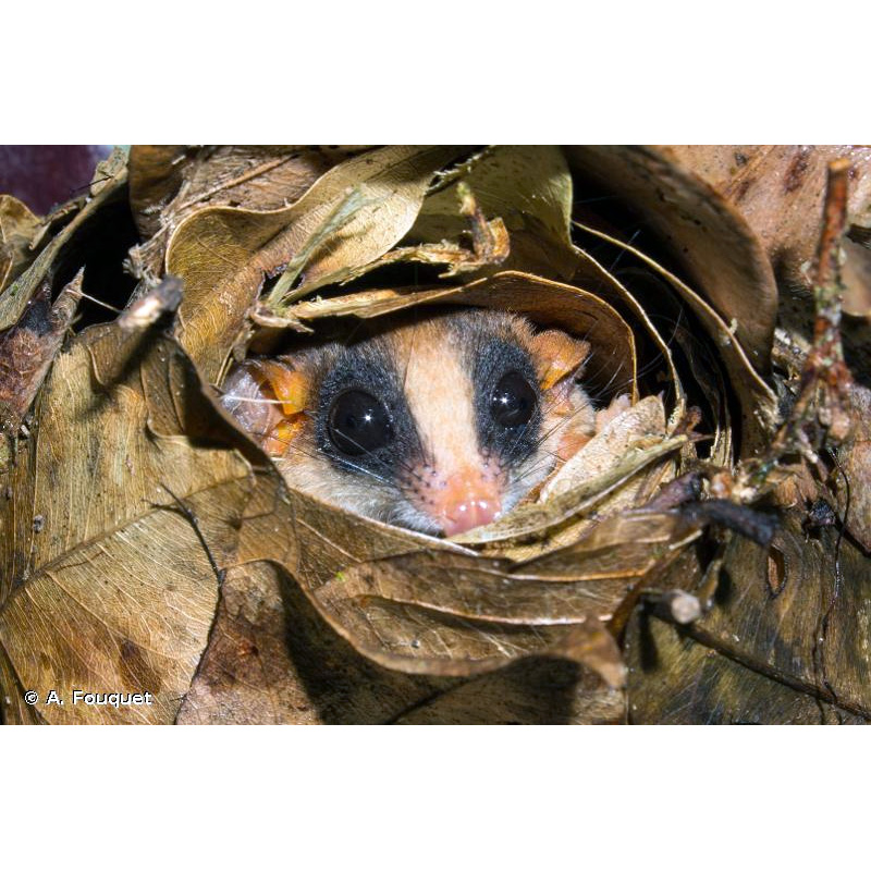 Kalinowski's Mouse Opossum (Hyladelphys kalinowskii) Фото №6