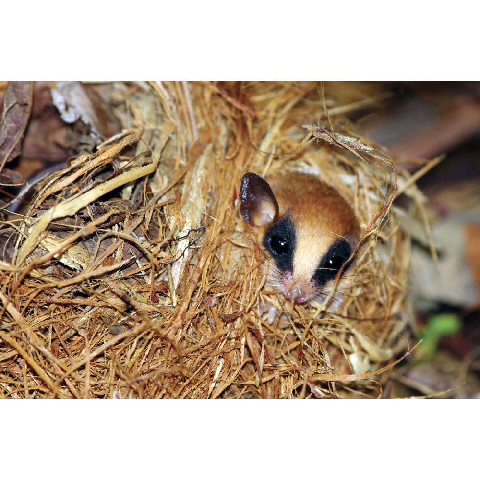 Kalinowski's Mouse Opossum (Hyladelphys kalinowskii) Фото №7