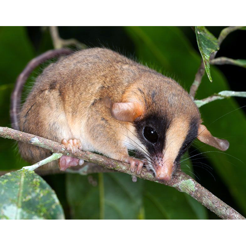 Kalinowski's Mouse Opossum (Hyladelphys kalinowskii) Фото №1