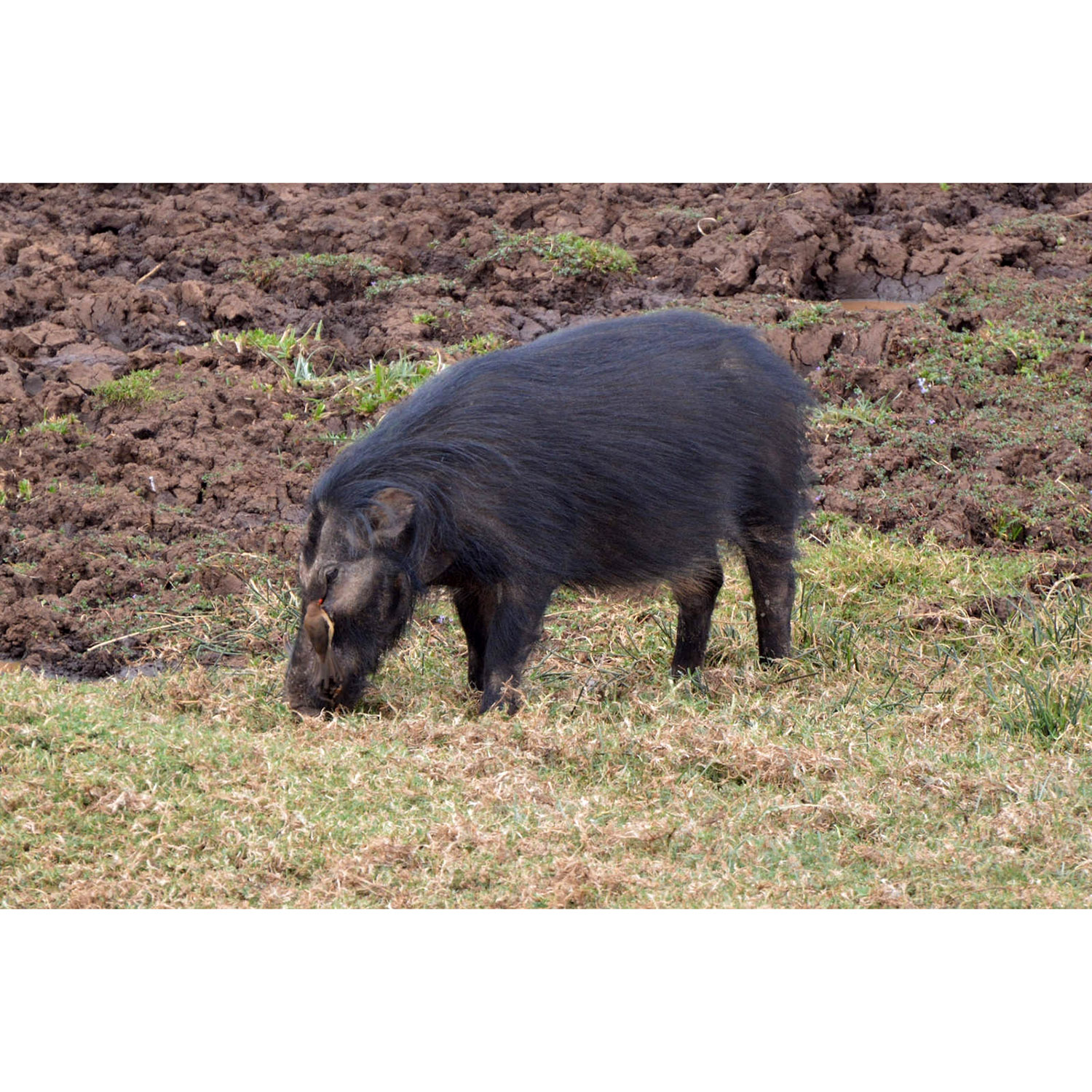 Hylochoerus meinertzhageni Фото №2