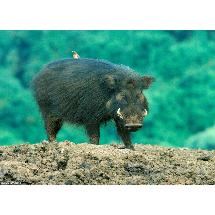 Hylochoerus meinertzhageni Фото №3