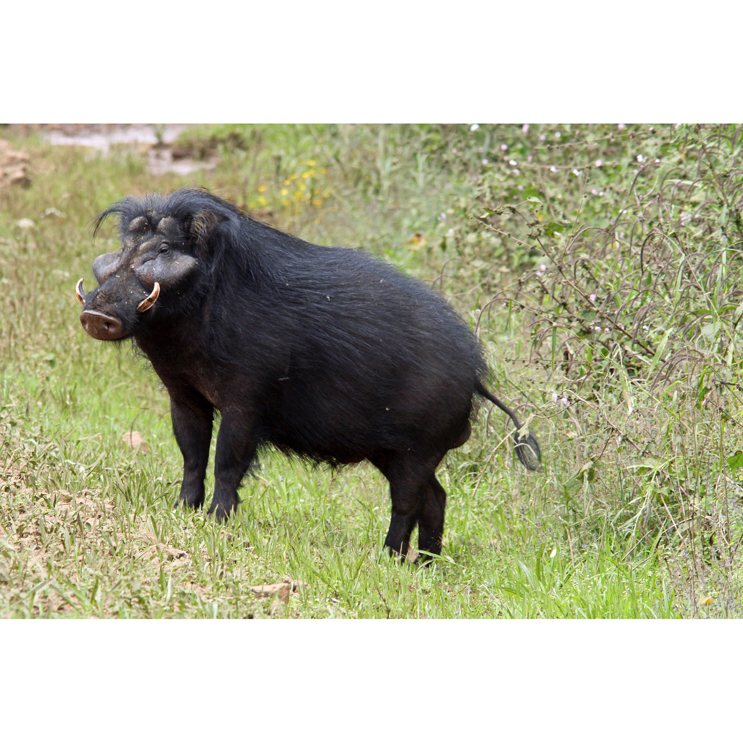 Hylochoerus meinertzhageni Фото №4