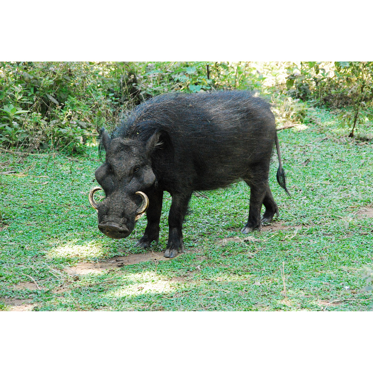 Hylochoerus meinertzhageni Фото №5