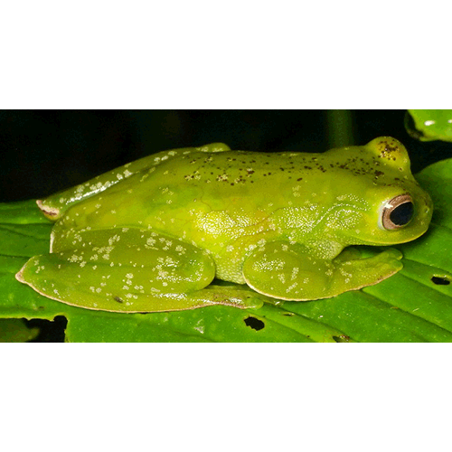  Род Hyloscirtus  фото