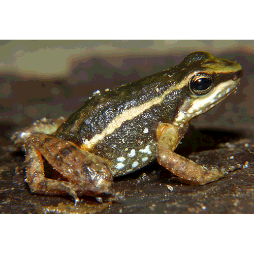  Род Hyloxalus  фото