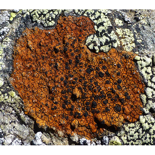 Отряд Hymeneliales фото