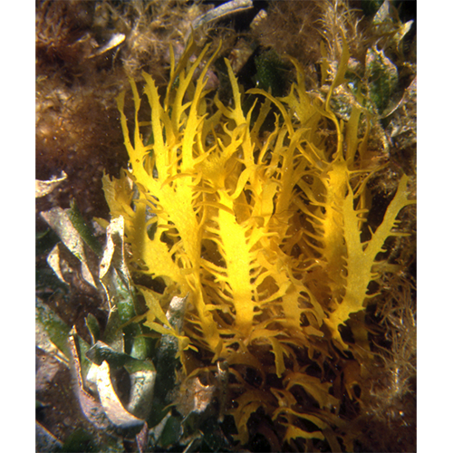 Семейство Hymenocladiaceae фото
