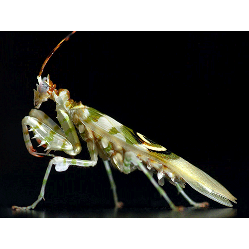 Семейство Hymenopodidae фото