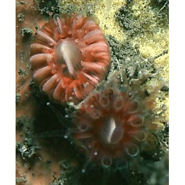 Семейство Hymerhabdiidae  фото