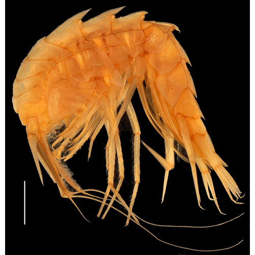 Семейство Hyperiopsidae фото